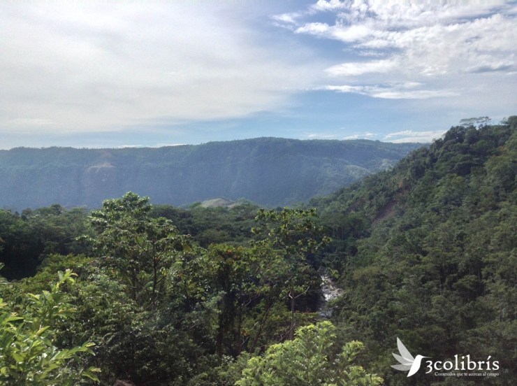 Catatumbo p1. 3colibris