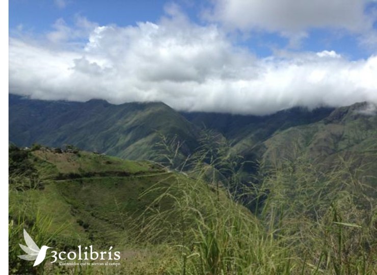 Macizo colombiano p1. 3colibris.jpg