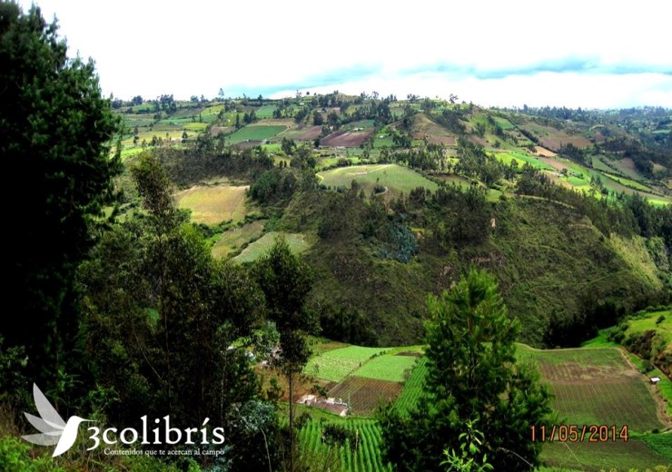 Potosí p.1 3colibris