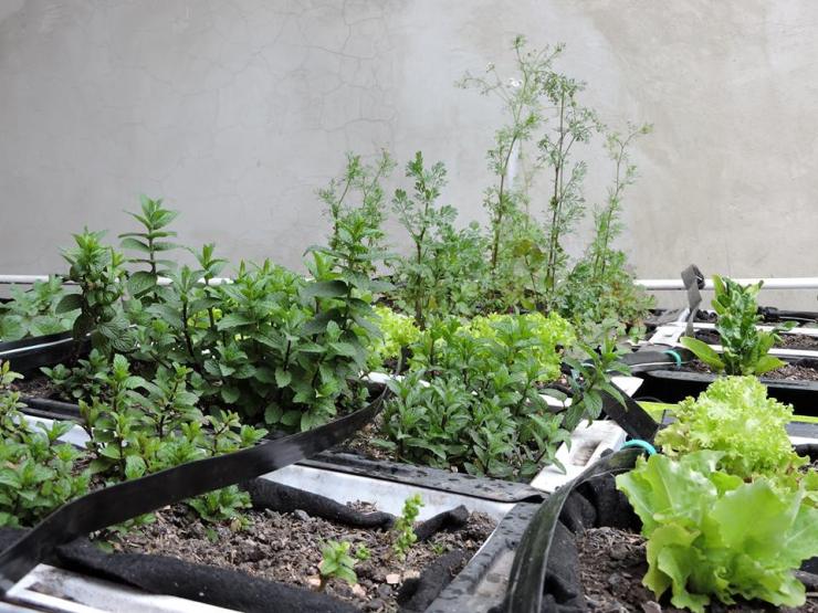 Un techo verde para todos 02.jpg