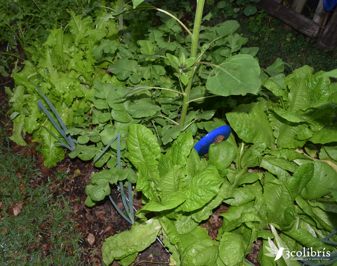 Jalapa huerta urbana 3.png