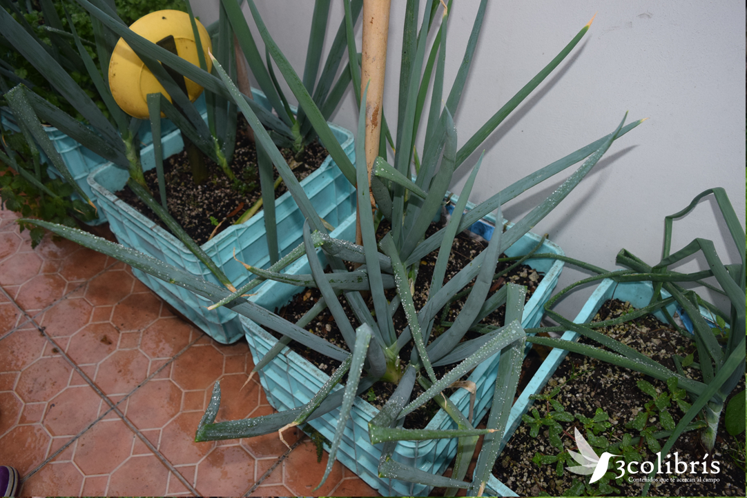 Jalapa huerta urbana 9.png